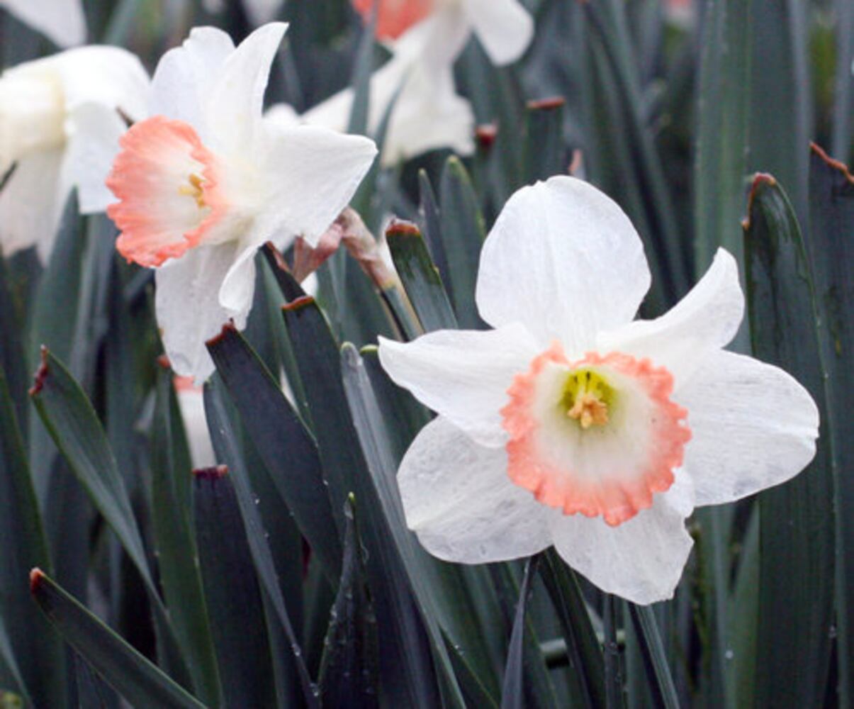 Spring Bulb Festival