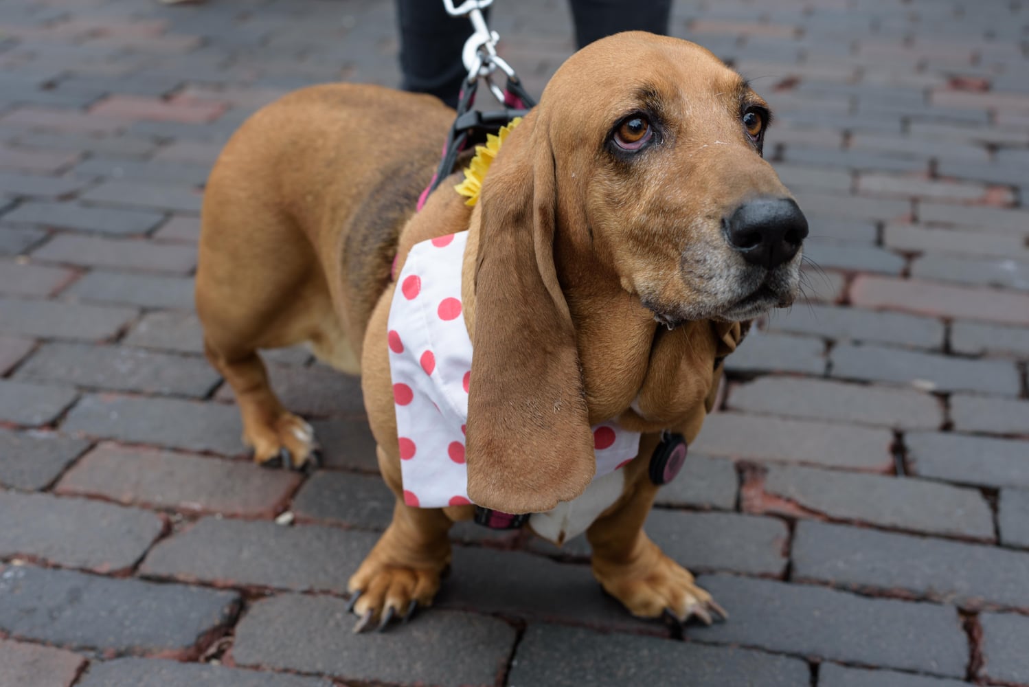PHOTOS: Did we spot you at the Derby Day Wiener Dog Race in The Oregon District?