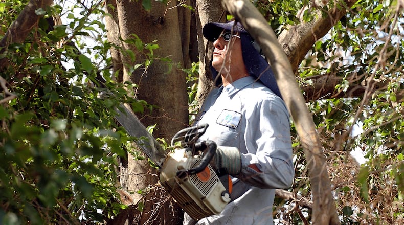 After Hurricane Frances in 2004, Antonio Bacquiez trims trees on West Atlantic Boulevard in Delray Beach in preparation for Hurricane Jeanne. (Photo by Steve Mitchell)