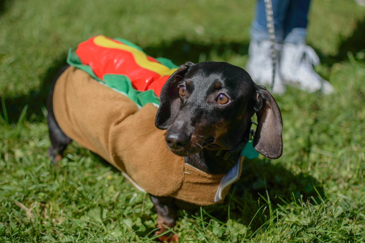 PHOTOS: 5th annual Oktoberfest Springboro