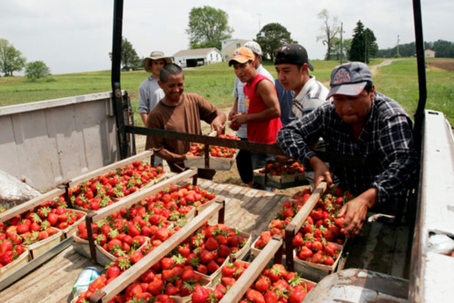 Fulton Farms strawberry fields