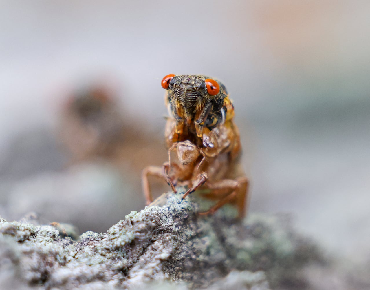 Caesar Creek State Park Cicadas 052825 DDN