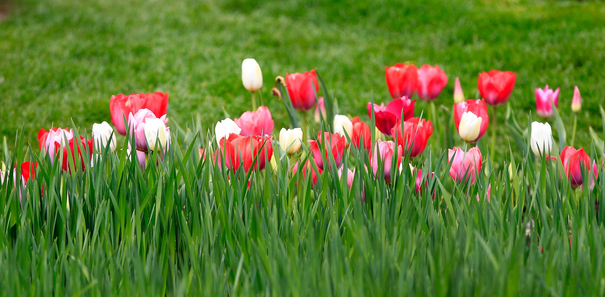 PHOTOS: Tulip time! Oakwood’s Smith Memorial Gardens is overflowing with colorful blooms