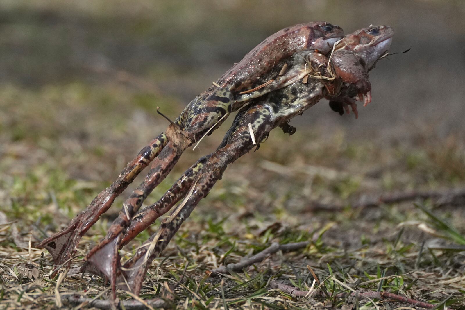 Frogs leap to get into the water in the Sestroretsk Bog natural reserve outside St. Petersburg, Russia, on Wednesday, April 16, 2025. (AP Photo/Dmitri Lovetsky)