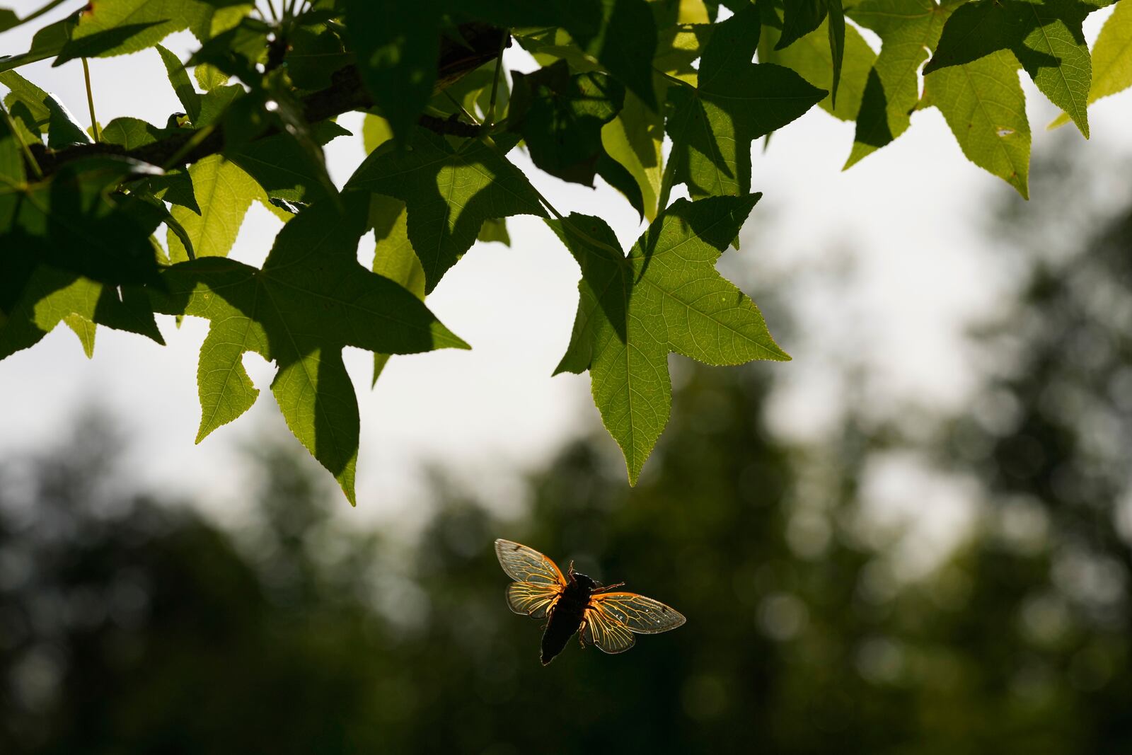 A and periodical cicada flies to a branch of an American Sweetgum tree in the Valley View Nature Preserve, Monday, May 26, 2025, in Milford, Ohio. (AP Photo/Carolyn Kaster)