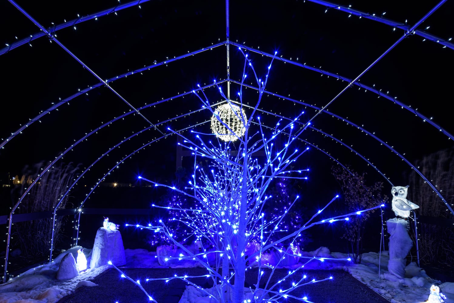 PHOTOS: Christmas Light Spectacular at Cedar Springs Pavilion