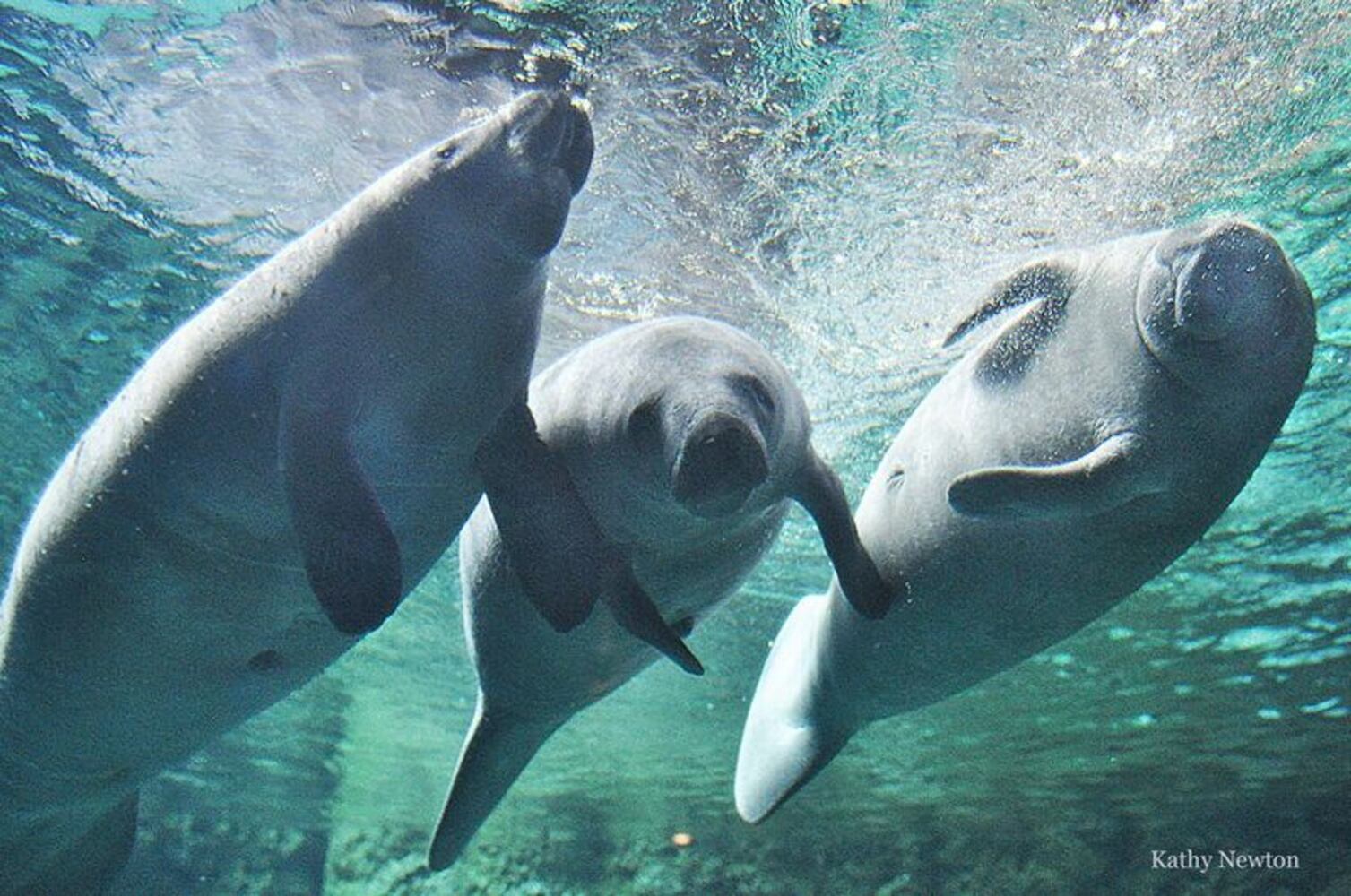 PHOTOS: This first look at Cincinnati Zoo's Zoo babies will be the best part of your day