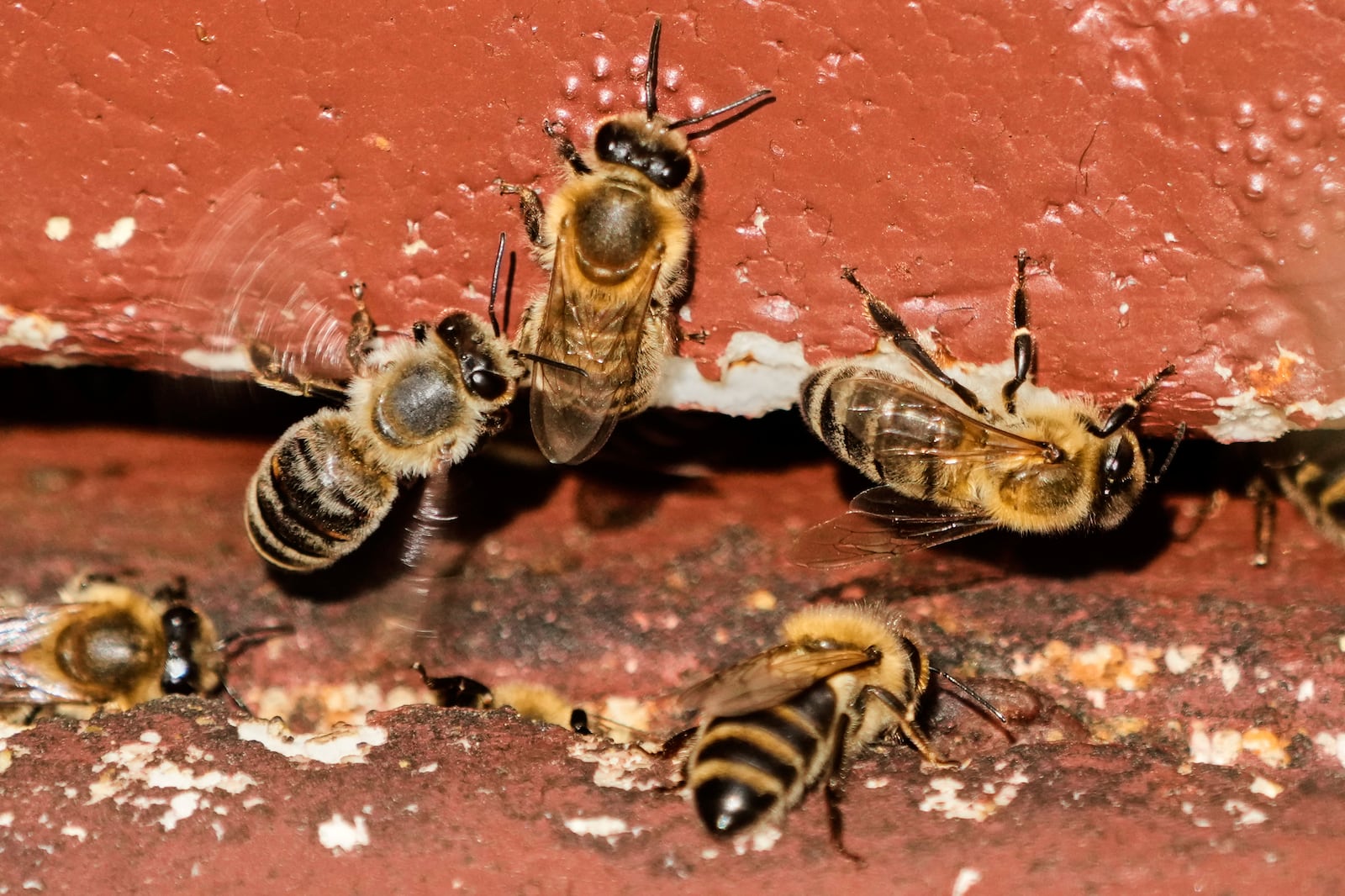 Honey bees are pictured in a beehive in Wehrheim near Frankfurt, Germany, during the 'world bee day' on Tuesday, May 20, 2025. (AP Photo/Michael Probst)