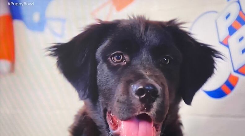 Odell Barkham, a dog from Hamilton, Ohio, appeared on Puppy Bowl 18 on the Animal Planet network. CONTRIBUTED