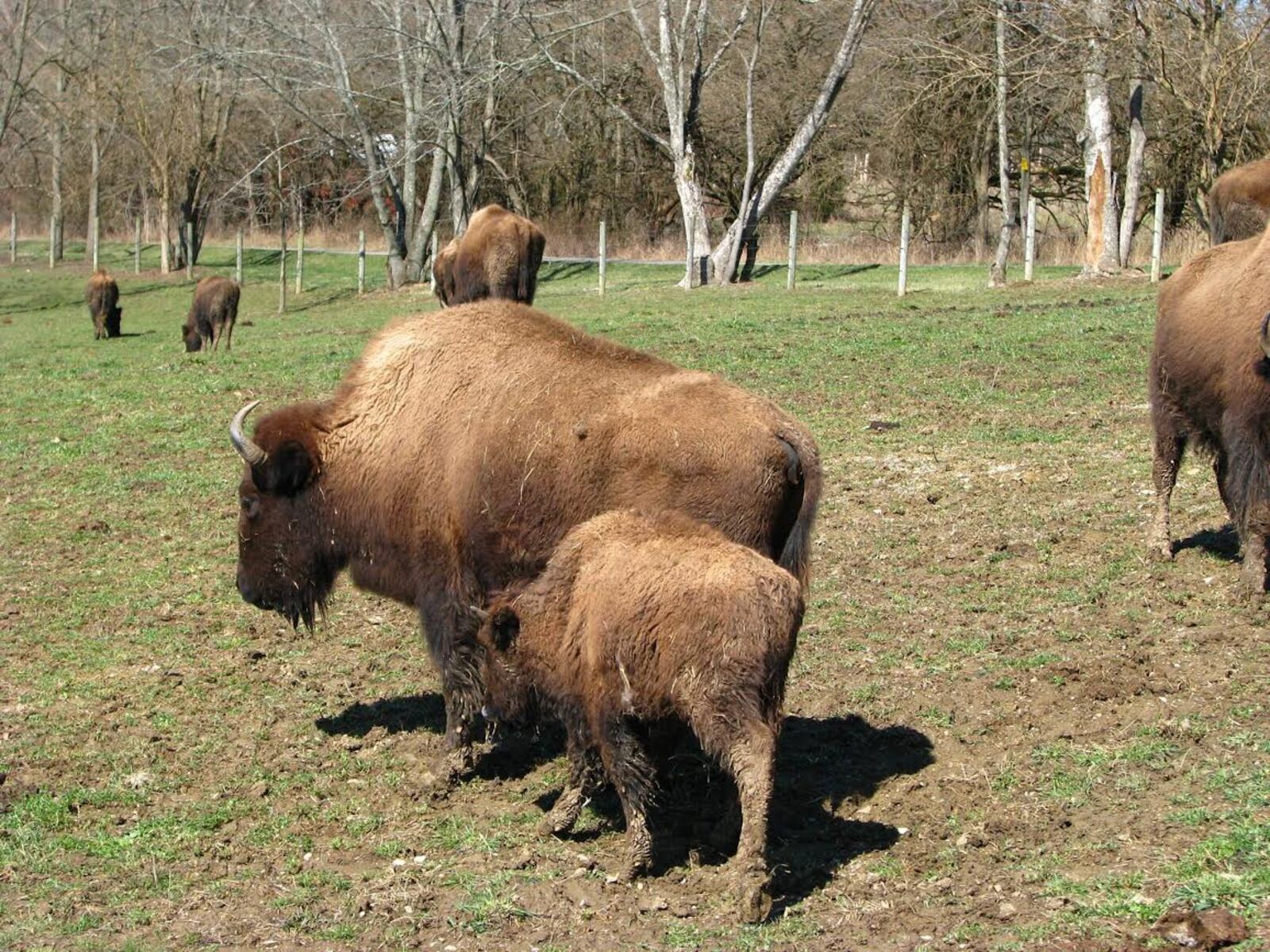 The Boss Bison Ranch, consisting of 178 acres, boasts a healthy population of one of the most iconic North American animals. CONTRIBUTED