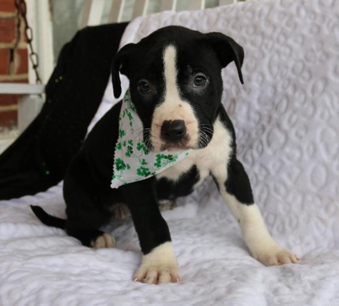 National Puppy Day