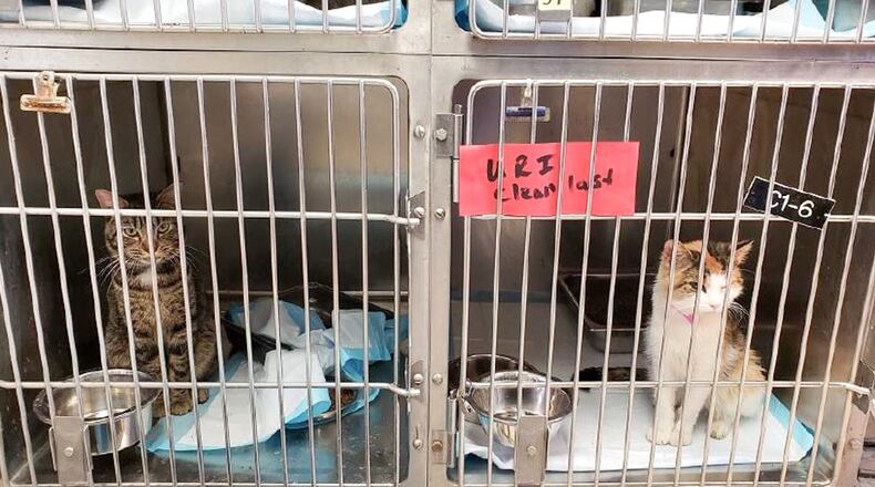 Cat cages at the Montgomery County Animal Resource Center do not meet humane standards, according to a new Team Shelter USA report. SUBMITTED