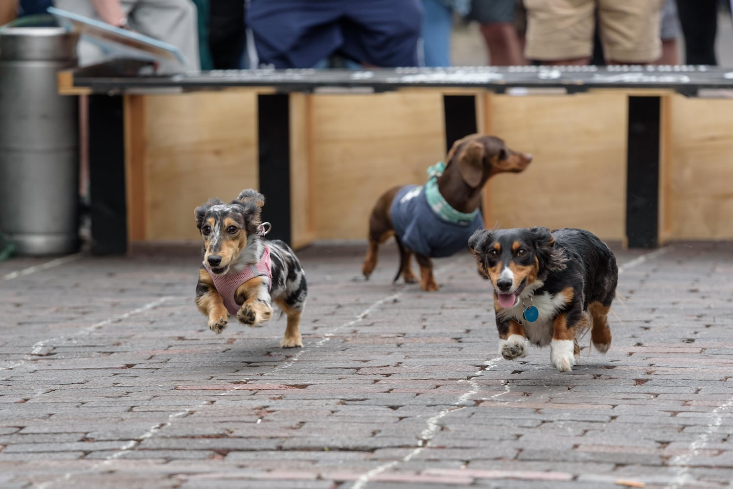 PHOTOS: 6th annual Derby Day Wiener Dog Races in The Oregon District