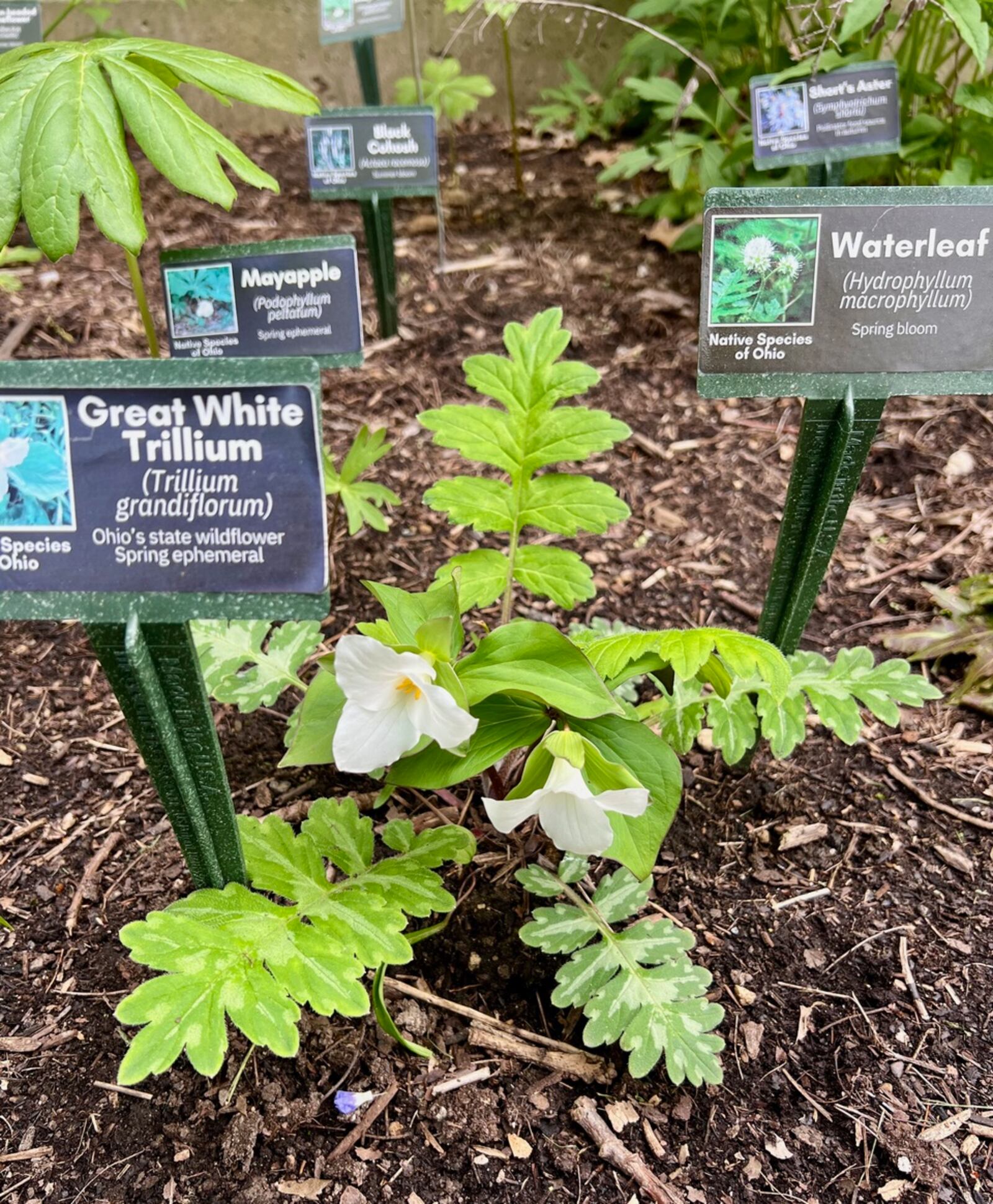 The great white trillium, Ohio's state wildflower, is in the Wright Public Library's shade garden. It produces showy, bright white flowers from mid-spring to early summer to feed early pollinators. CONTRIBUTED