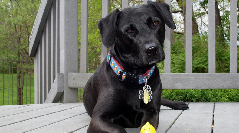 Teddy looking and smelling good. KARIN SPICER/CONTRIBUTED