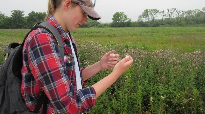 Kelly Peterson collects a bumble bee for disease analysis during the insect and plant survey on the 30 acre pollinator habitat. CONTRIBUTED