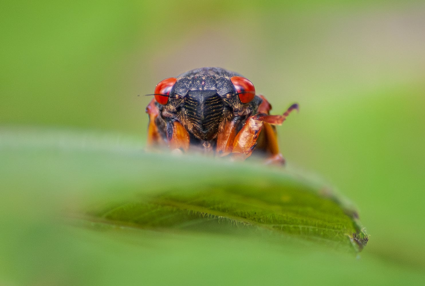 Cicadas Morris Reserve 060625 DDN