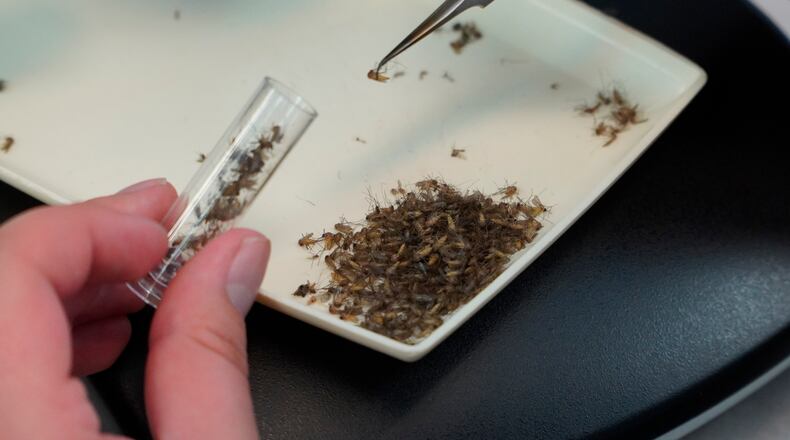 A lab worker examines trapped mosquitoes for signs of West Nile Virus and other diseases at the Orange County Mosquito and Vector Control District laboratory in Garden Grove, Calif., on June 27, 2023. A drone is the latest technology deployed by the district to attack mosquitoes developing in marshes, wetlands, large ponds and parks. A mosquito tested in Vandalia came back positive for the West Nile virus, leading Public Health - Dayton and Montgomery County to make plans to spray the area for mosquitoes. (AP Photo/Eugene Garcia)