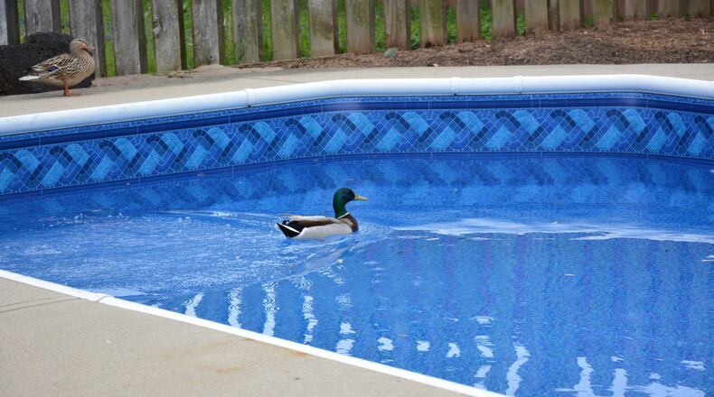 Sandy Neary of Dayton, the Belmont neighborhood to be specific, took this photo on April 22. The description sent with it said, “So, we just got a new pool liner installed and I wanted to be the first one to try it out and I was beat out by a duck, really?”