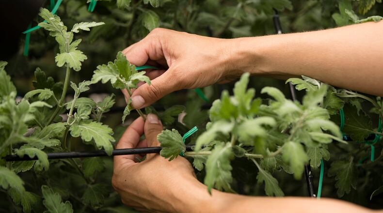 A photo of a Thousand Bloom Chrysanthemum in a greenhouse at Longwood Gardens in Kennett Square, Pa. AP Photo/Matt Rourke)