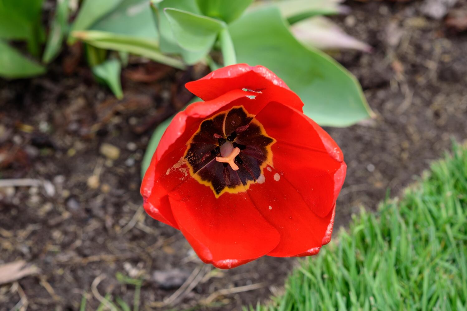 PHOTOS: Multi-colored tulips are in full bloom at Smith Memorial Gardens