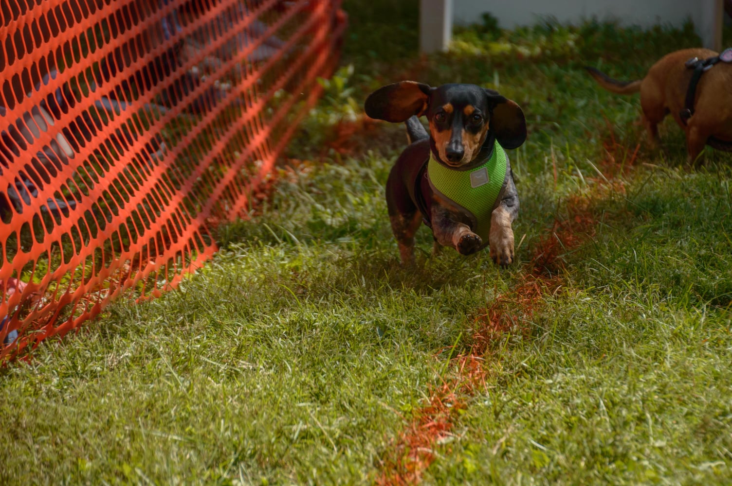PHOTOS: 5th annual Oktoberfest Springboro