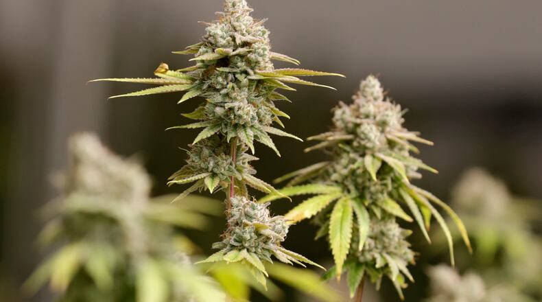 FILE - Marijuana buds ready for harvest rest on a plant at AT-CPC of Ohio, Jan. 28, 2019, in Akron, Ohio. Banning marijuana growing at home, increasing the substance's tax rate and how those taxes get distributed are among vast changes Ohio Senate Republican proposed Monday, Dec. 4, 2023, to a marijuana legalization measure approved by voters in November. (AP Photo/Tony Dejak, File)