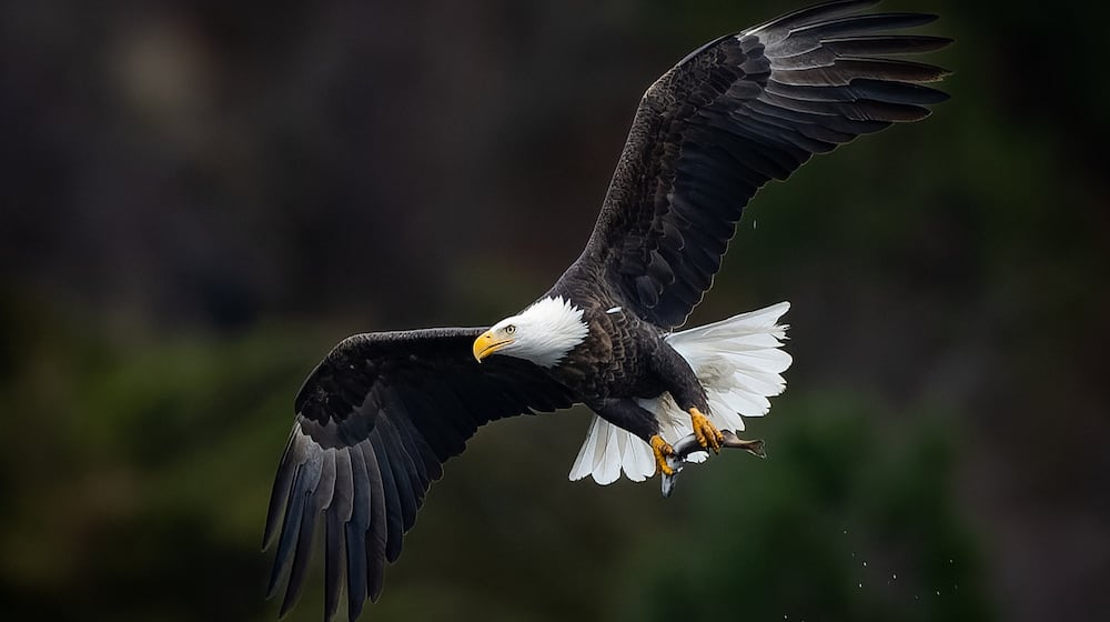 Gloria and the family spot an eagle fly over during Uncle Marcus' funeral. ISTOCK