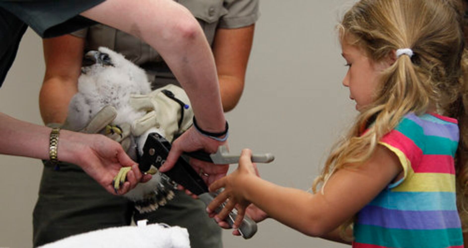 Peregrine falcons banded