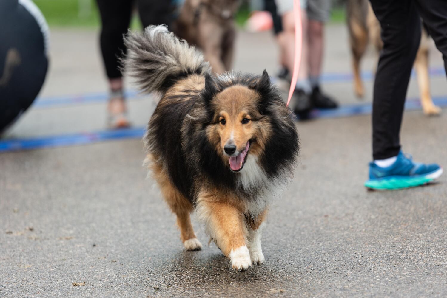 PHOTOS: Did we spot you at the Furry Skurry 5K at Stubbs Park in Centerville?