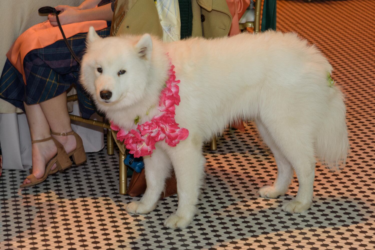 PHOTOS: Did we spot you at the Pet Afflaire Gala at the Dayton Arcade?