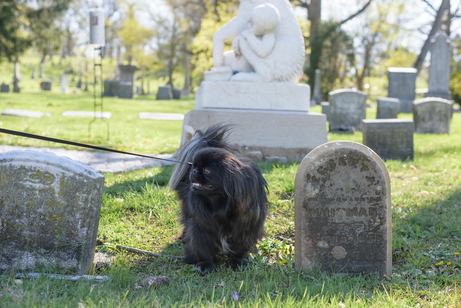 PHOTOS: Woof Walk at Woodland Cemetery & Arboretum