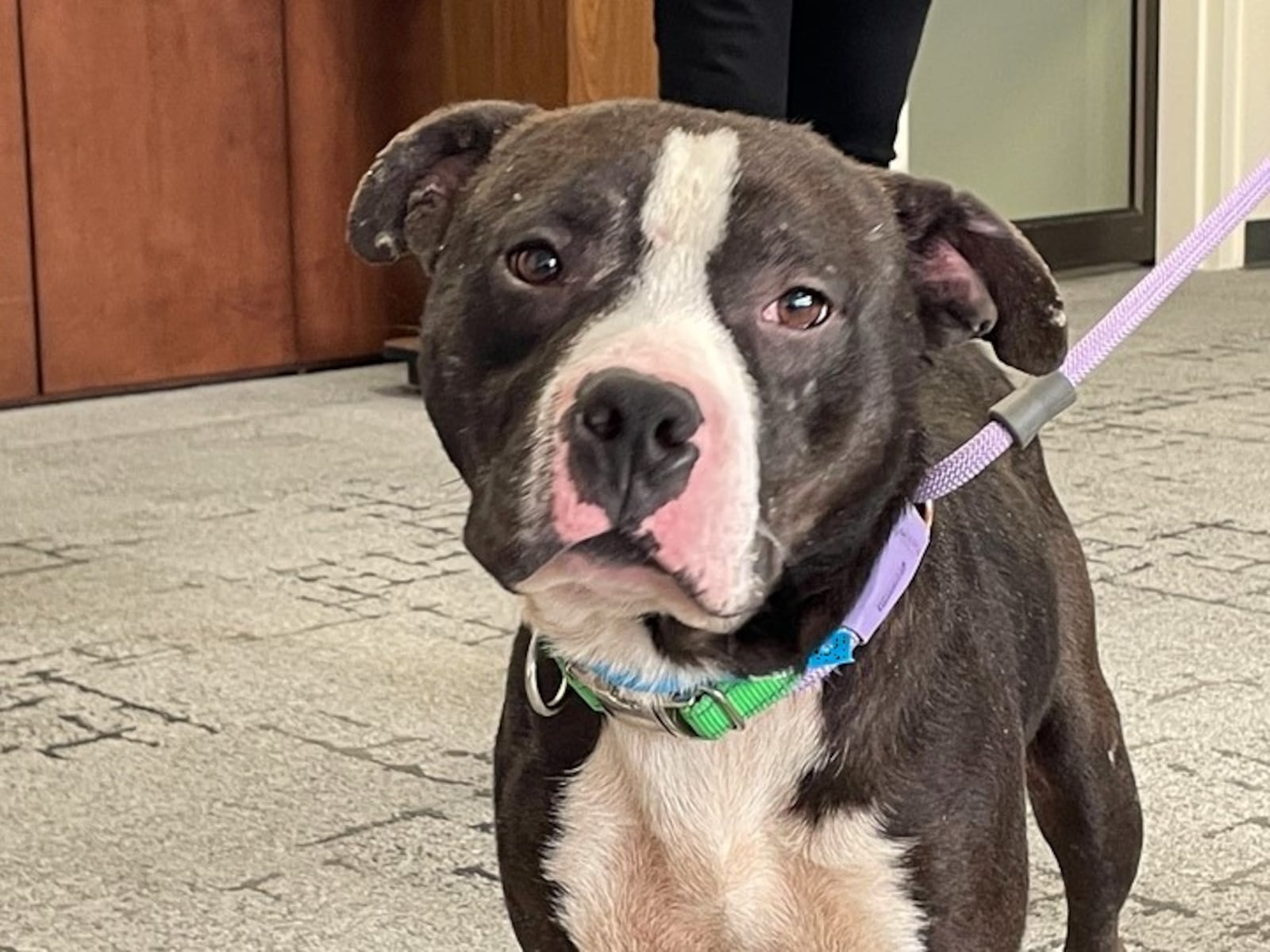 Marty, a pitbull mix, is available for adoption at the Montgomery County Animal Resource Center. SYDNEY DAWES/STAFF