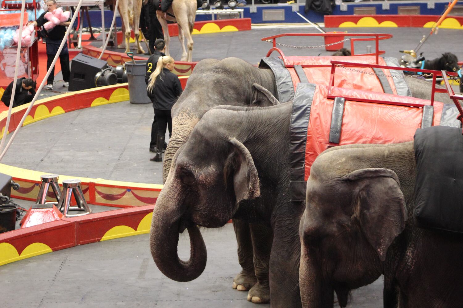 PHOTOS: Antioch Shrine Circus at UD Arena