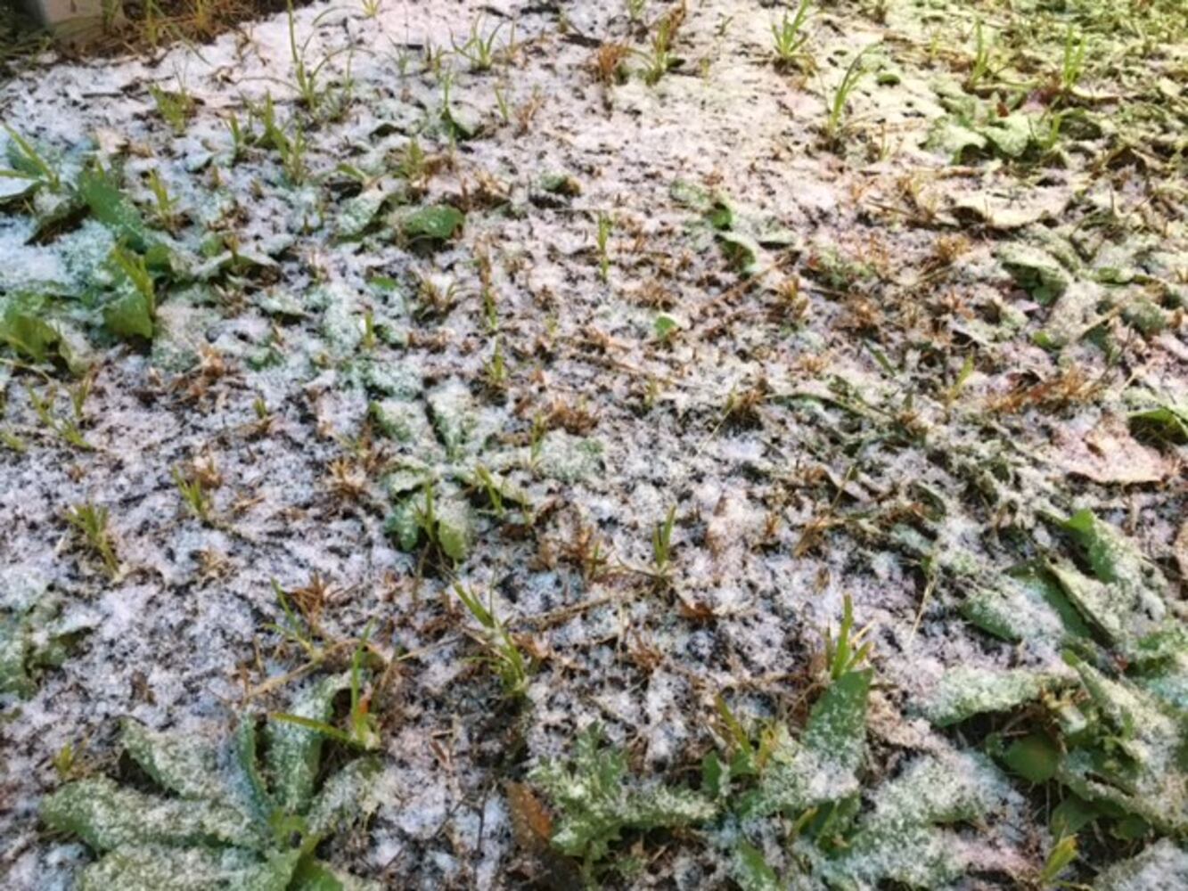 Photos: First Snowfall