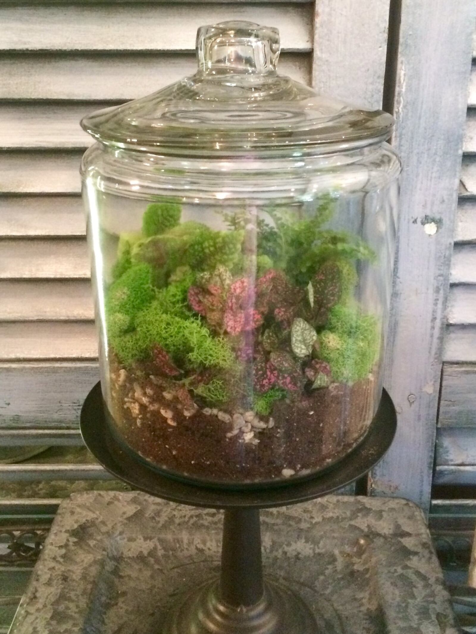 Terrariums allow you to control the humidity of a plant’s environment and making your own is easier than it seems. CONTRIBUTED