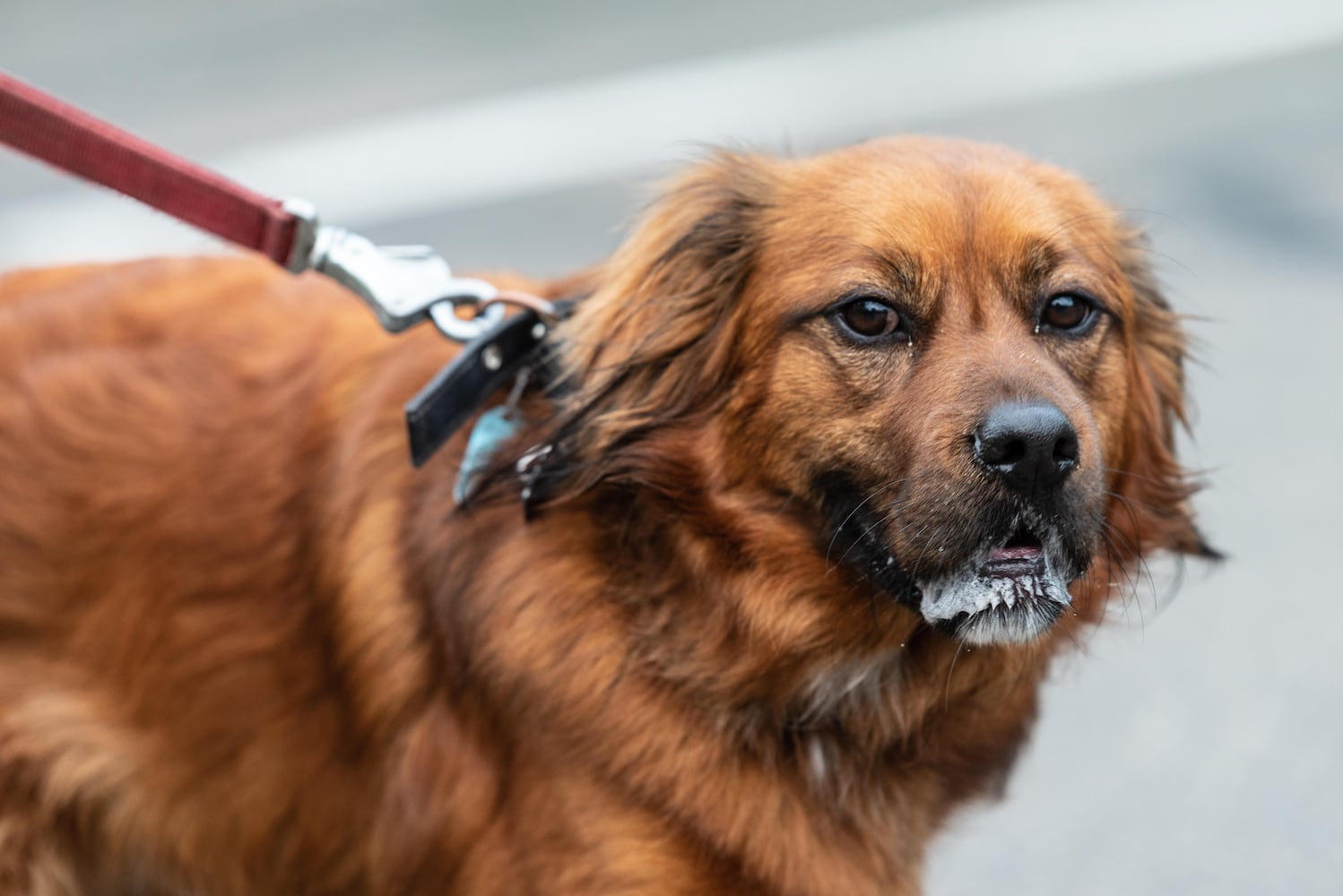 PHOTOS: Did we spot you at the Furry Skurry 5K at Stubbs Park in Centerville?