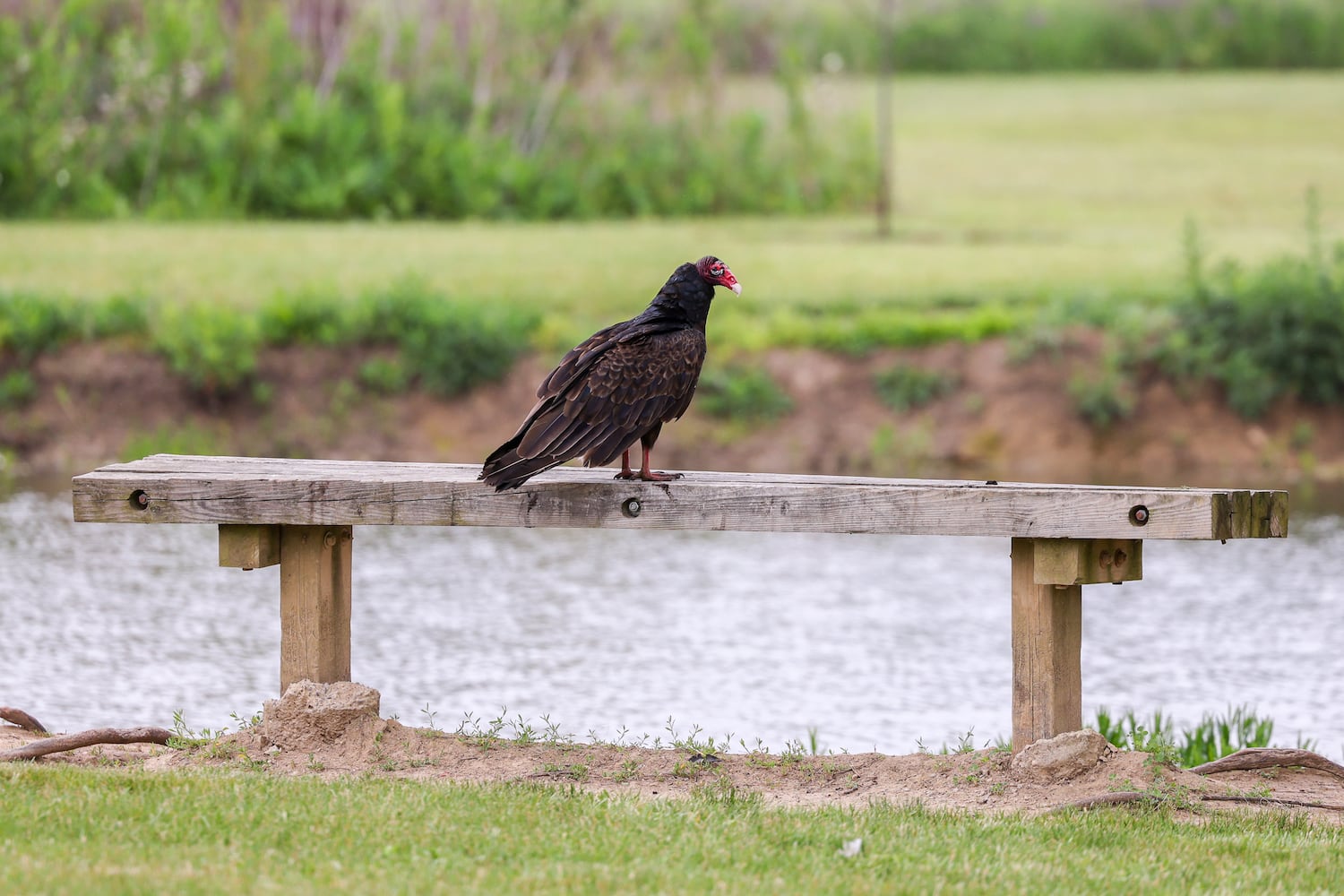 Turkey vulture Casesar Creek State Park Local Focus DDN