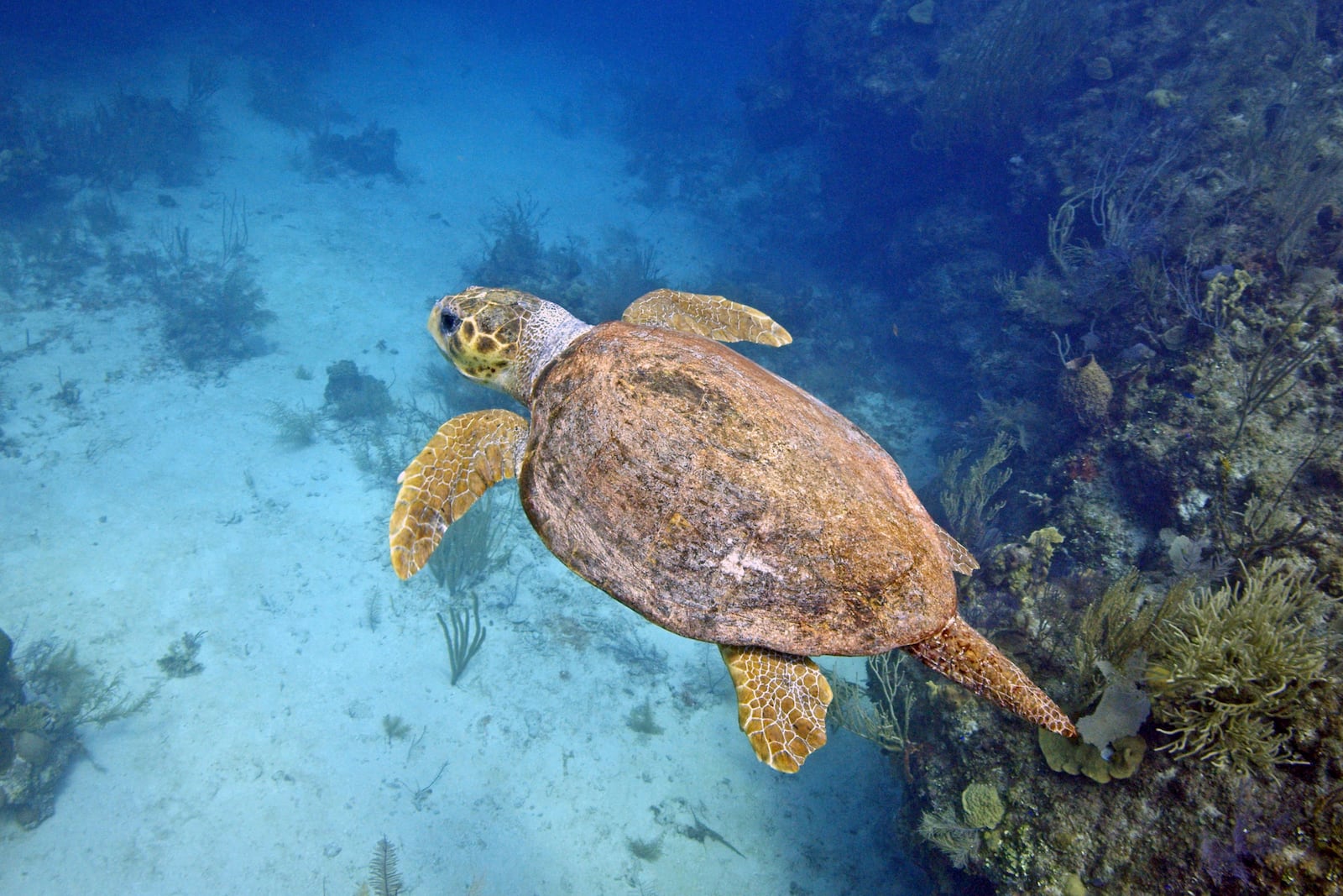 This photo provided by the Oceanic Soceity shows a loggerhead turtle underwater in Belize in 2021. (Ben Hamilton/Oceanic Society via AP)