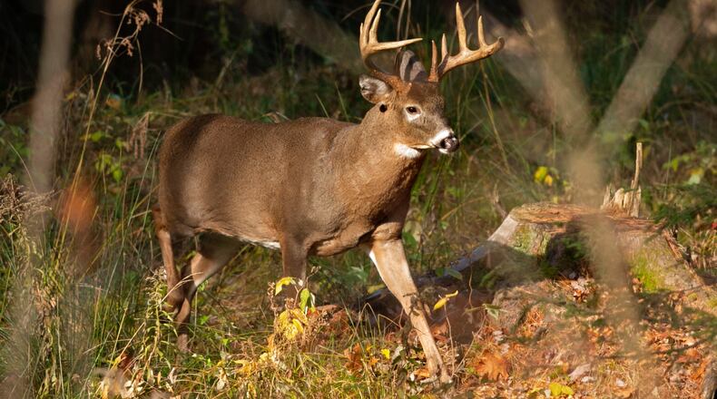 (AP Photo/Robert F. Bukaty, File)