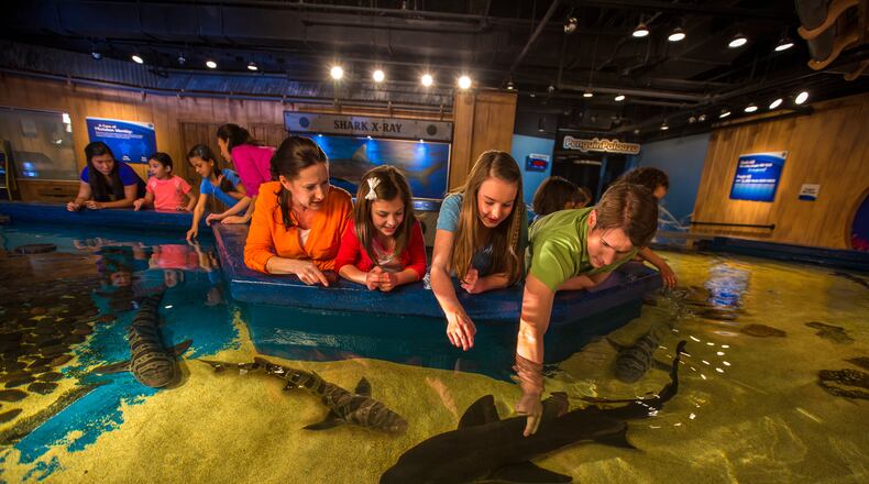 Shark Summer at Newport Aquarium in Newport, Ky. runs May 27-Sept. 11, 2022. Visitors will have the chance to touch sharks. CONTRIBUTED