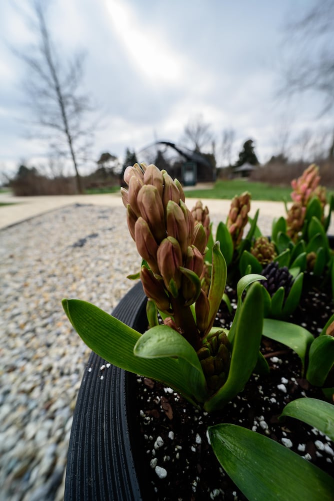 PHOTOS: Take a walk through beautiful Cox Arboretum this spring