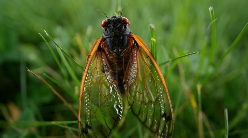 An adult periodical cicada moves in the grass on Saturday, May 18, 2024, in Charleston, Ill. (AP Photo/Carolyn Kaster)