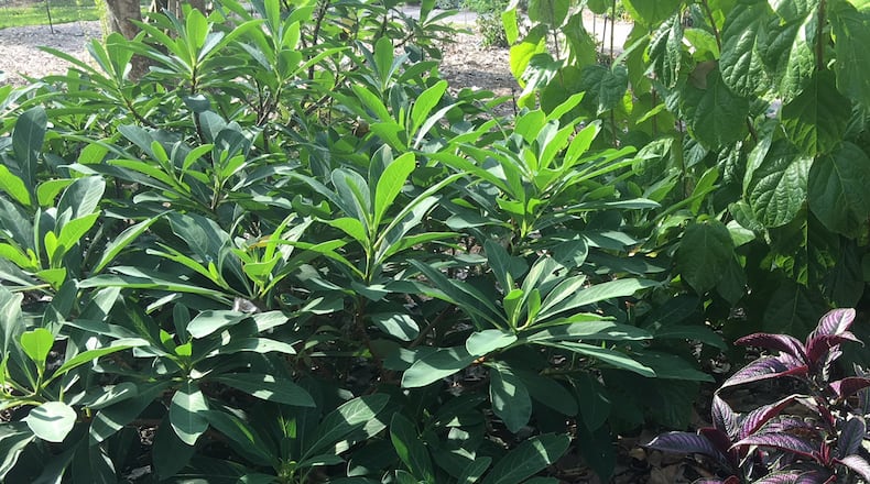 The edgeworthia can reach 6 to 8 feet tall and as wide. (Norman Winter/TNS)