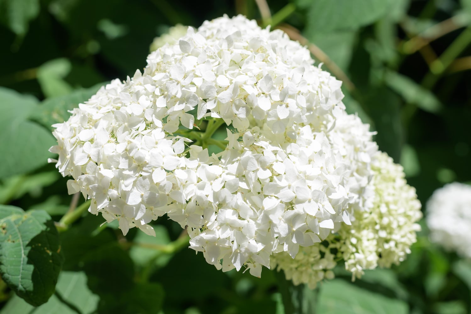 PHOTOS: 2025 Oregon Historic District Garden Tour