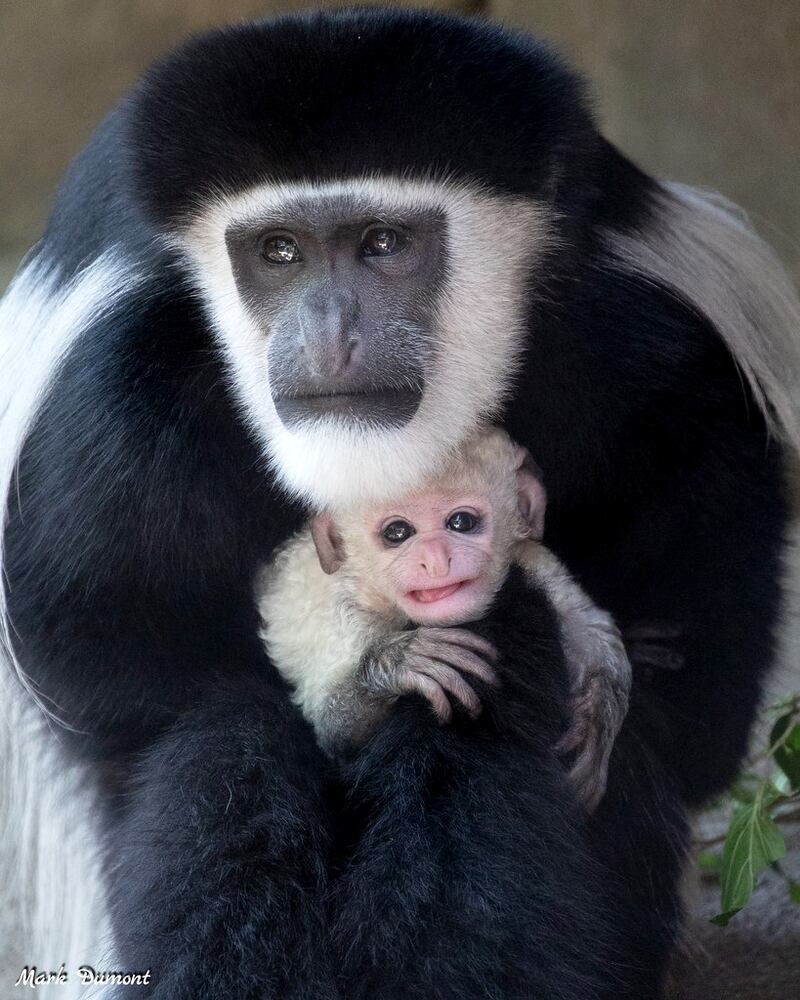 PHOTOS: Those adorable faces! Celebrating Cincinnati Zoo babies