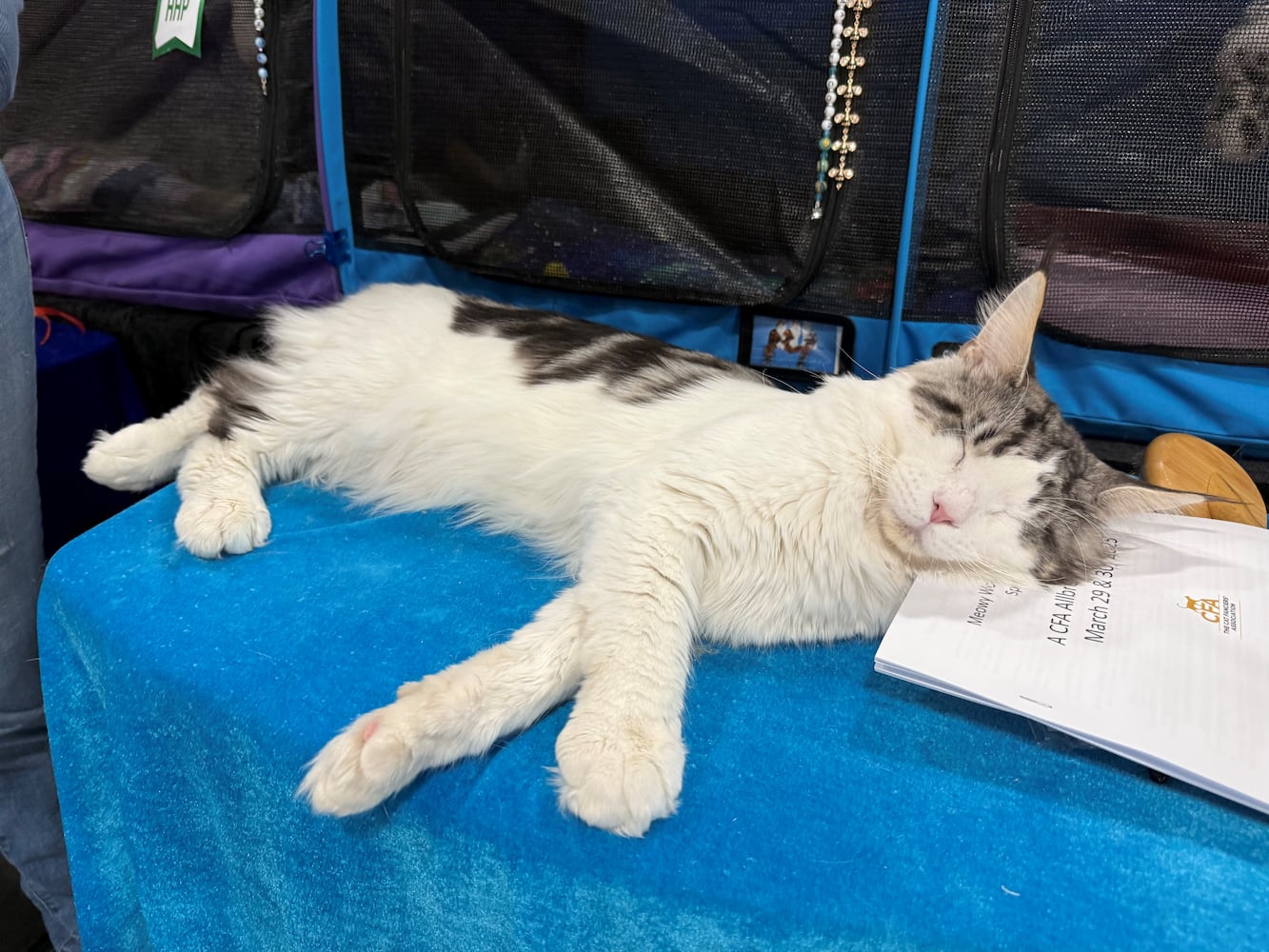 Cat Fanciers' Association cat show