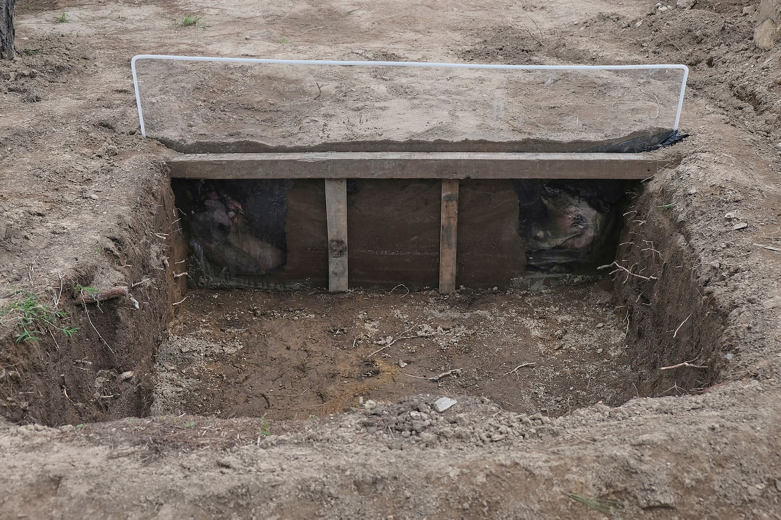 A view of a burial site of pig carcasses that are proxies for humans in research to help find people who have gone missing in Mexico during decades of drug cartel violence, in Zapopan, Mexico, Friday, July 11, 2025. (AP Photo/Alejandra Leyva)