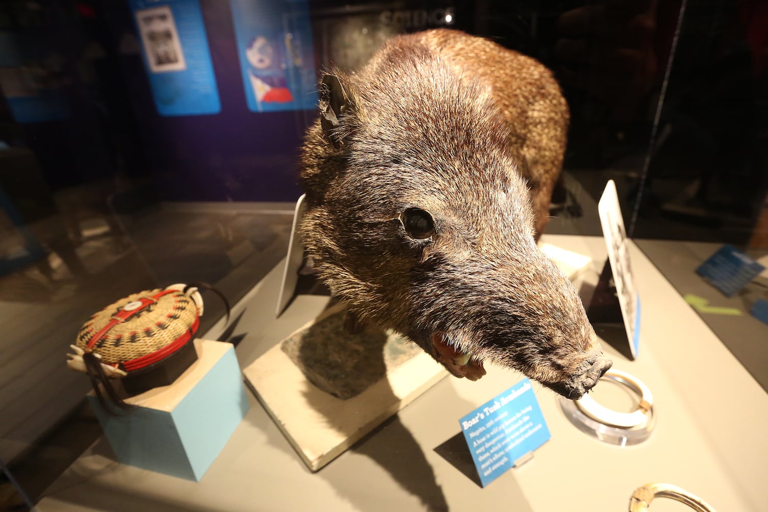 PHOTOS: Boonshoft Museum of Discovery reopens with old favorites and rarely seen artifacts from the collection