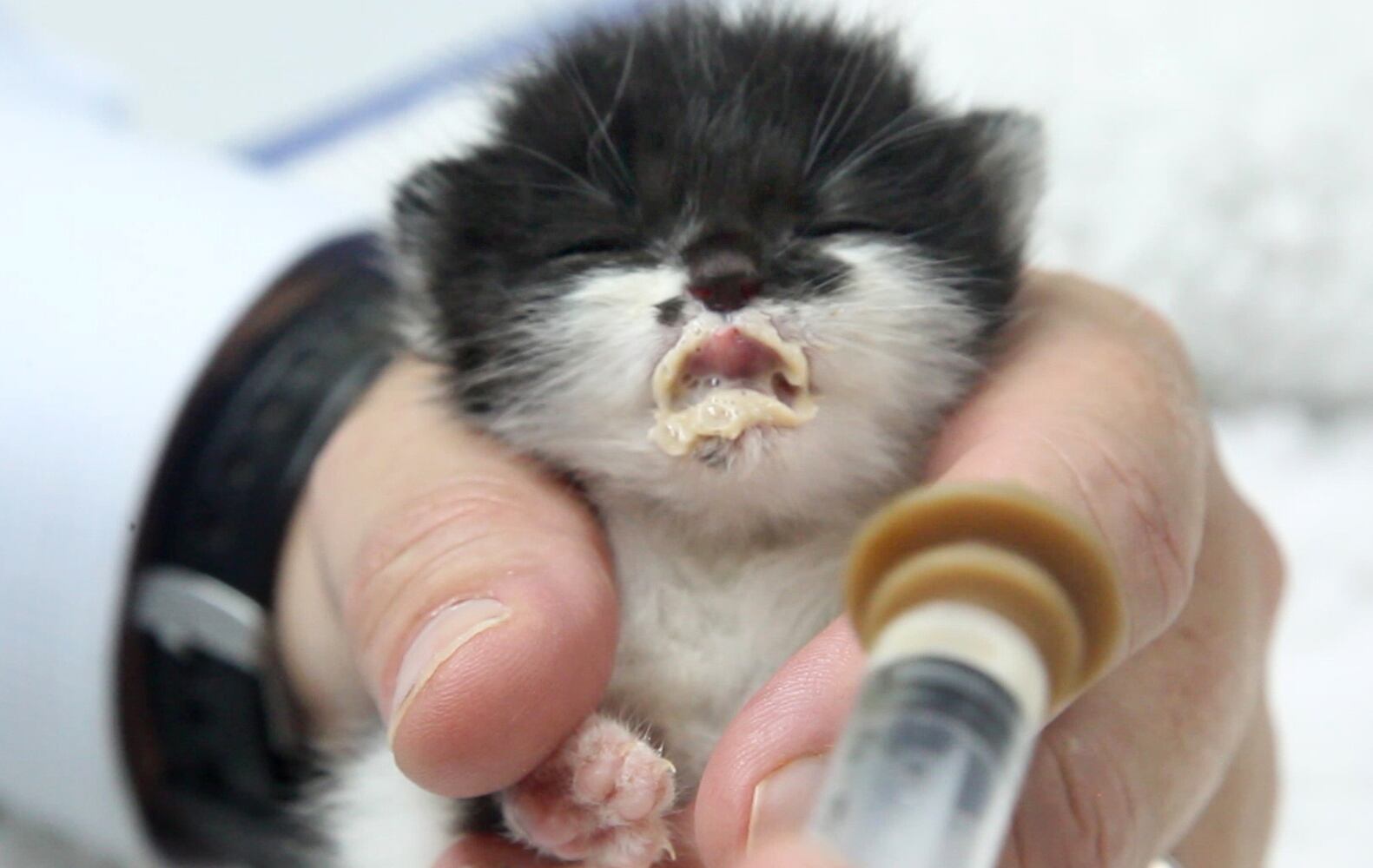 Bottle baby kittens